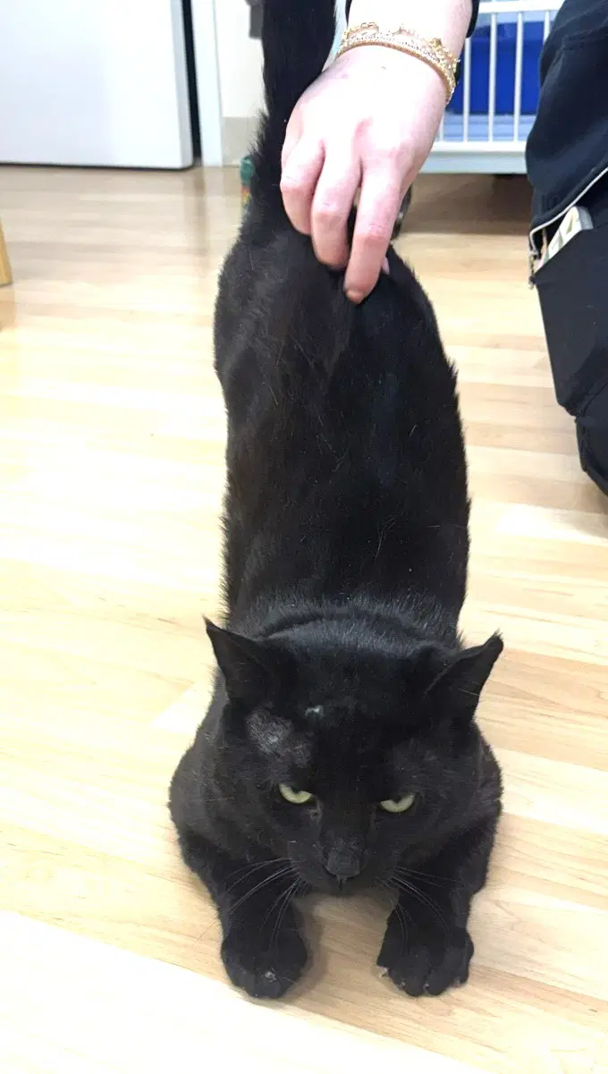 Charlie - Fiv image 4