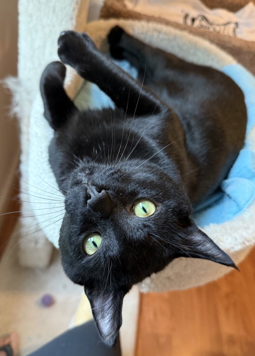 picture of the cat needing adoption