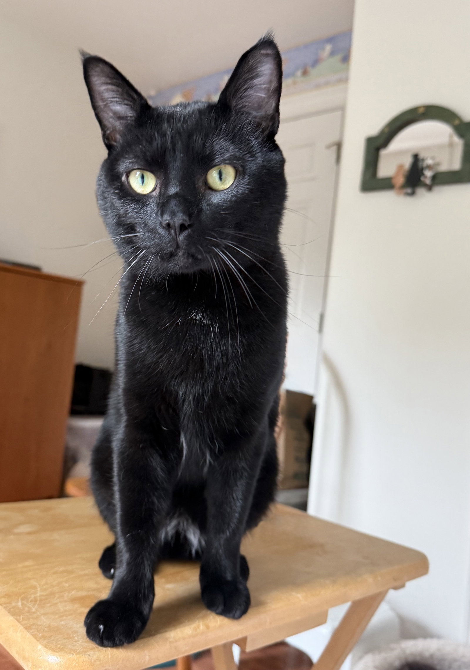 Charlie - FIV+