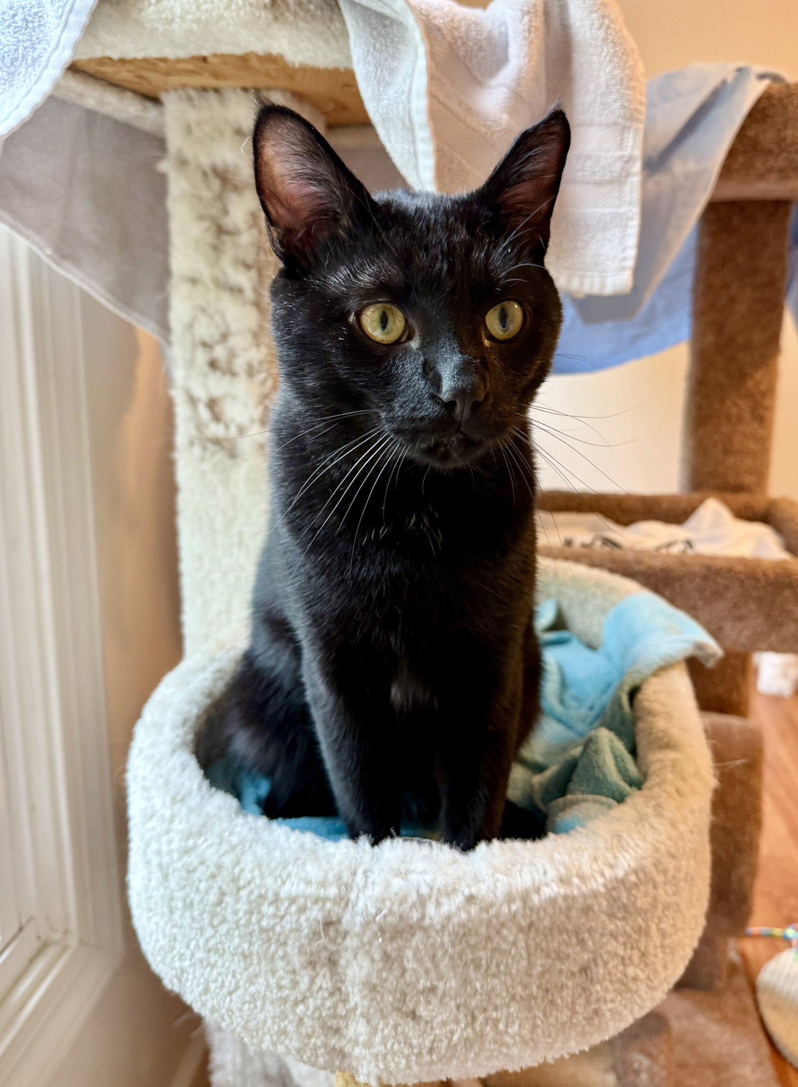 Charlie - FIV+, photo 3
