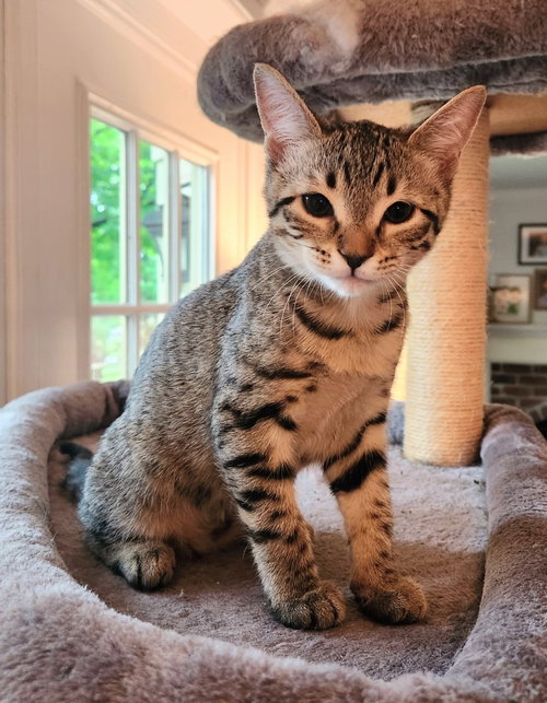 Flora, an adoptable Domestic Short Hair in Reston, VA