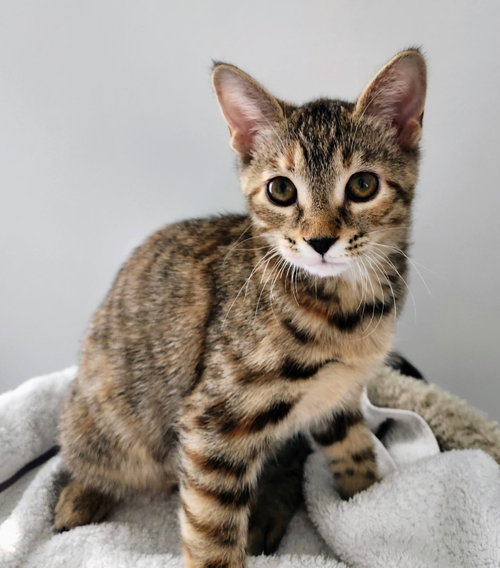Fauna, an adoptable Domestic Short Hair in Reston, VA