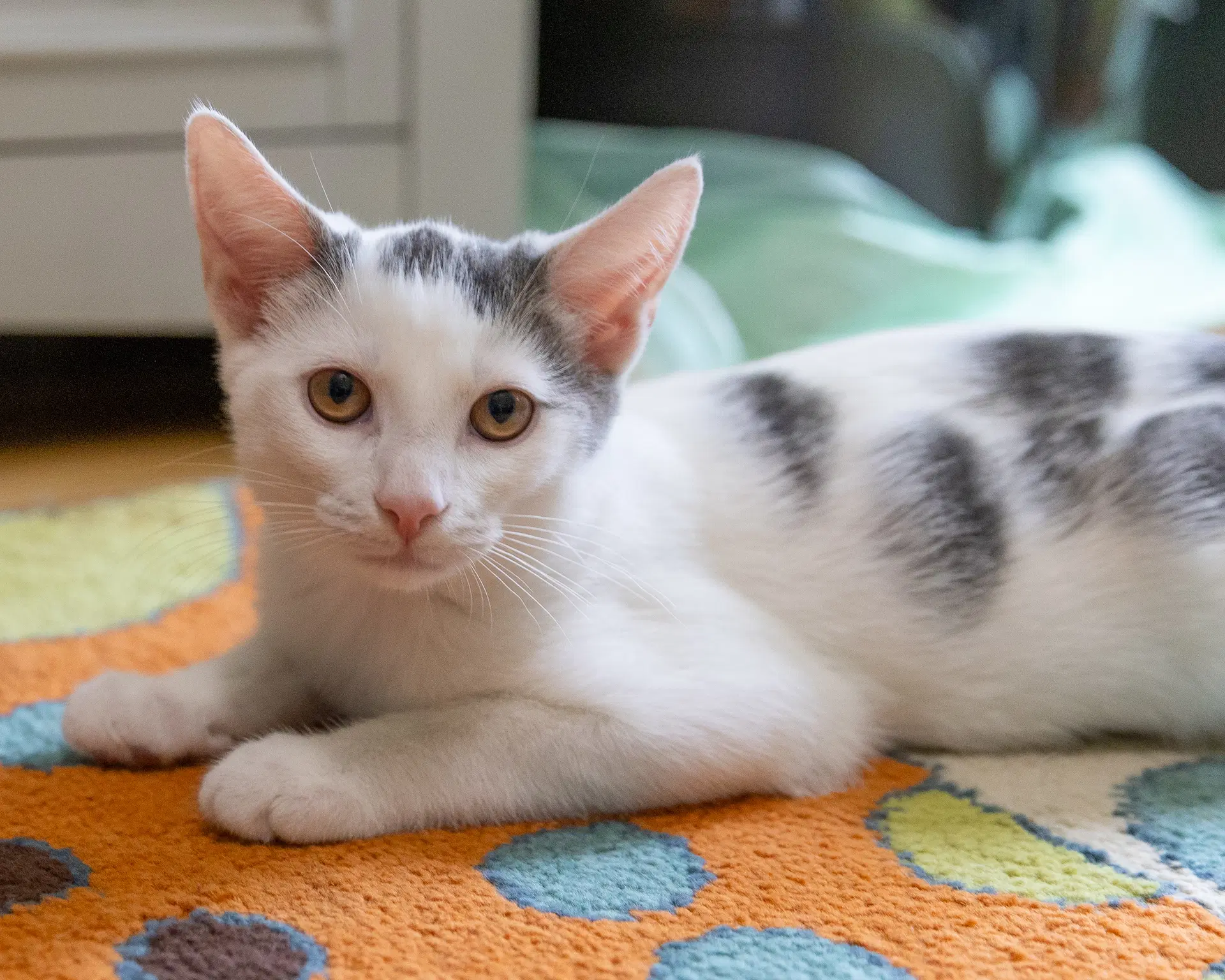 Dobby image 3