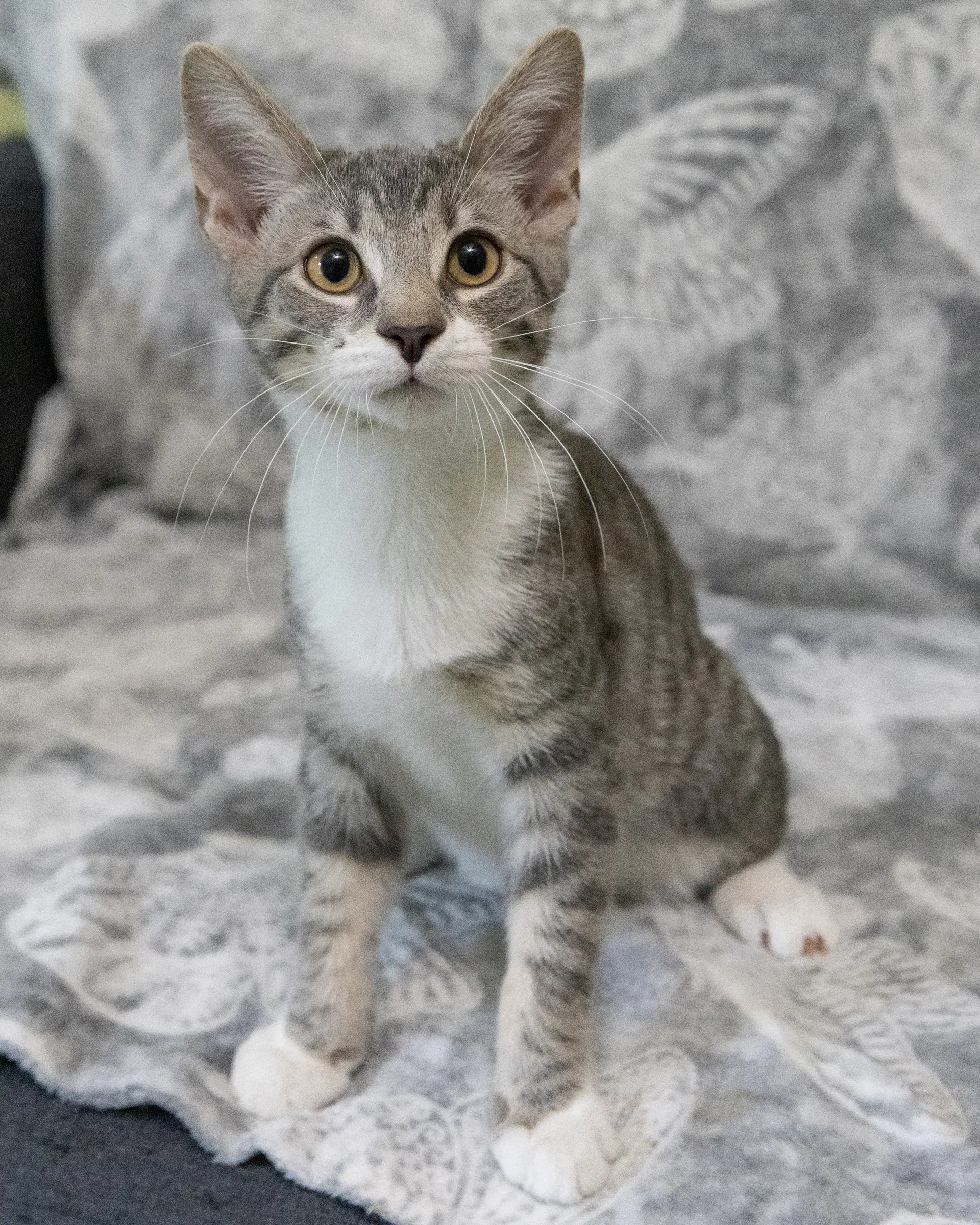 Dumbledore - Domestic Short Hair