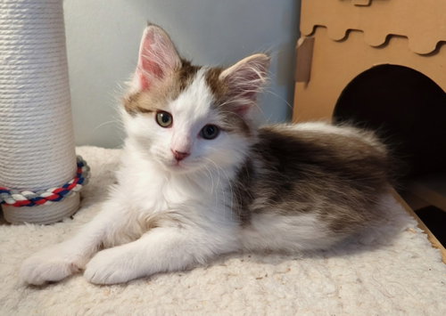 FlufferNutter