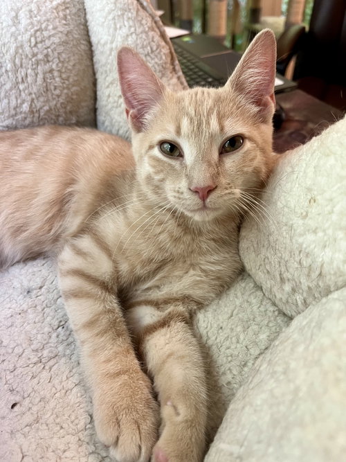 Pip