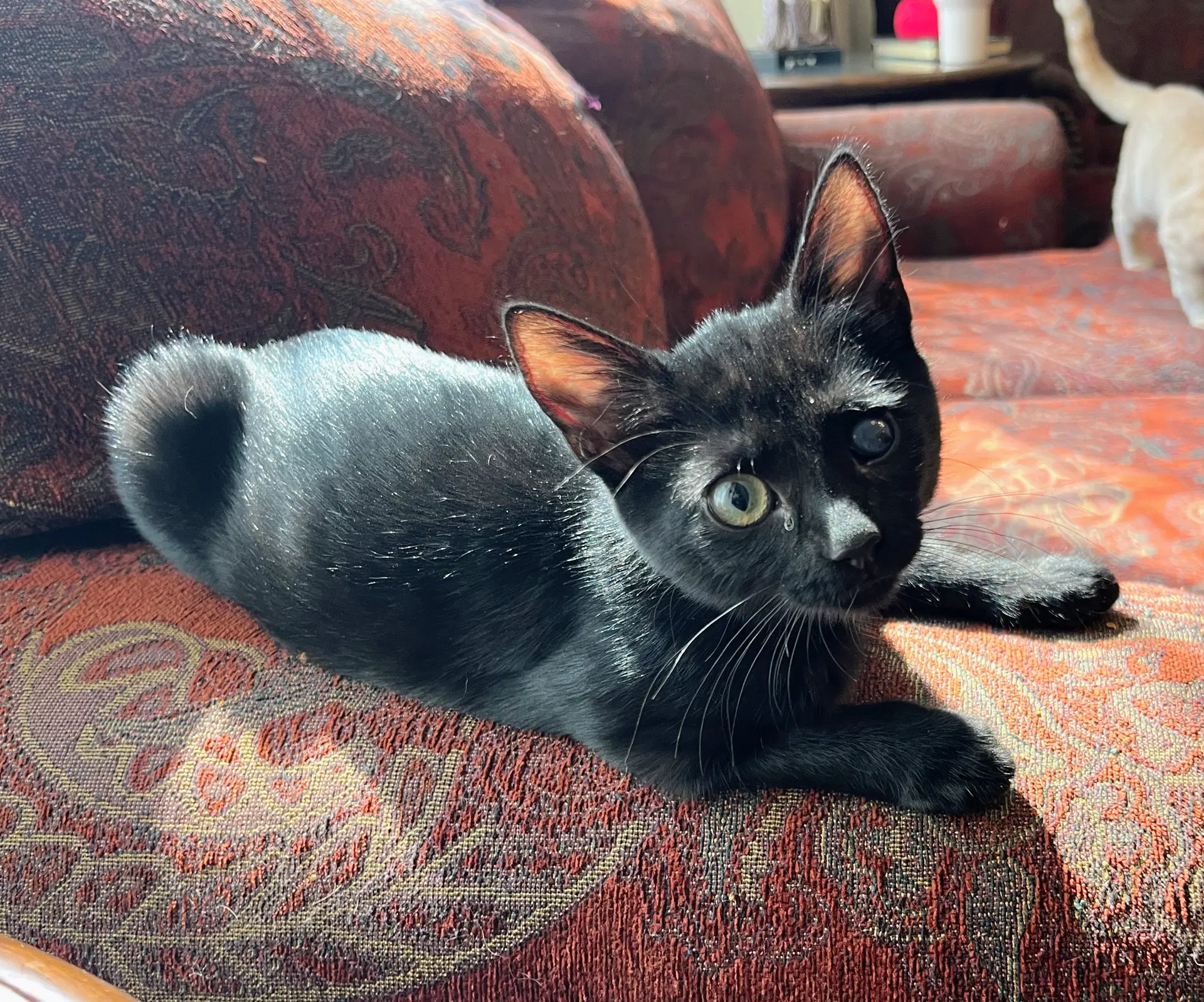 Noki - Domestic Short Hair