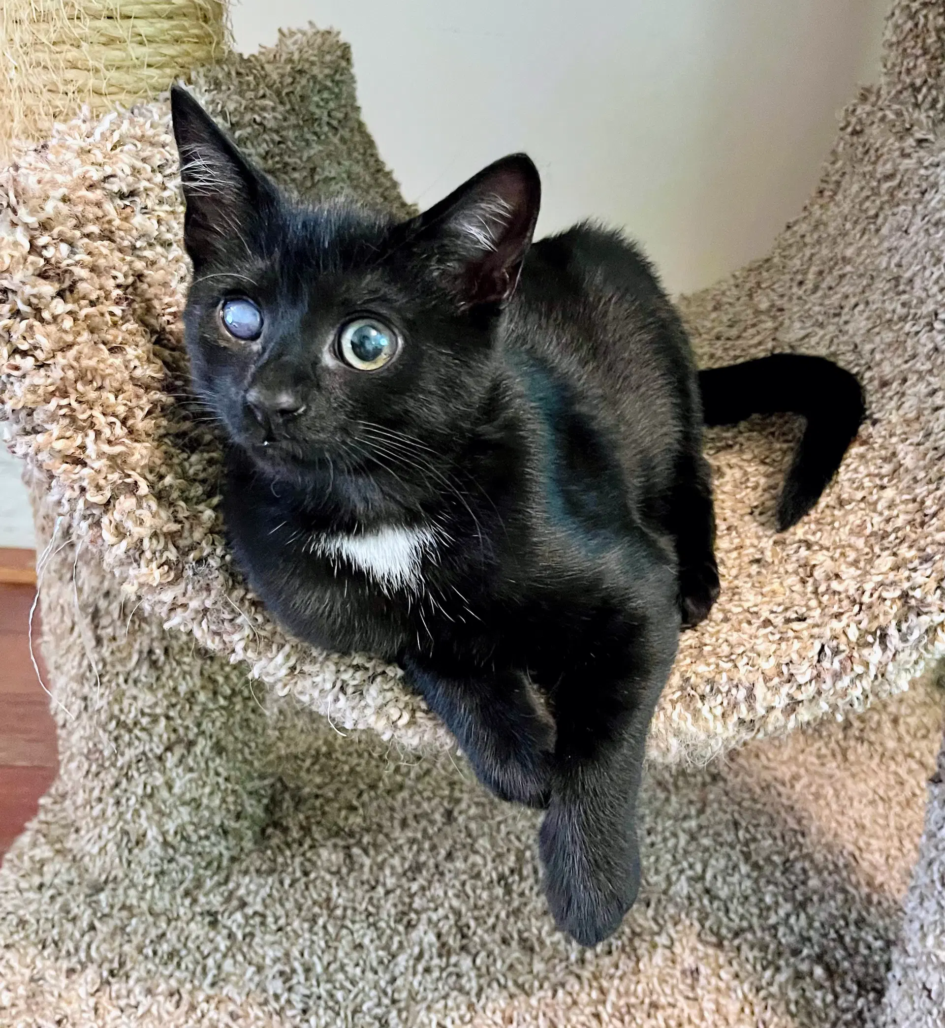 Lumi - Domestic Short Hair