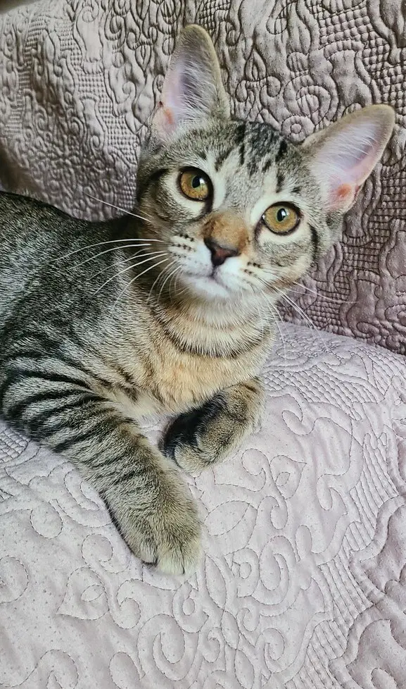 Trace - Domestic Short Hair