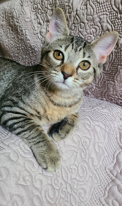 picture of the cat needing adoption