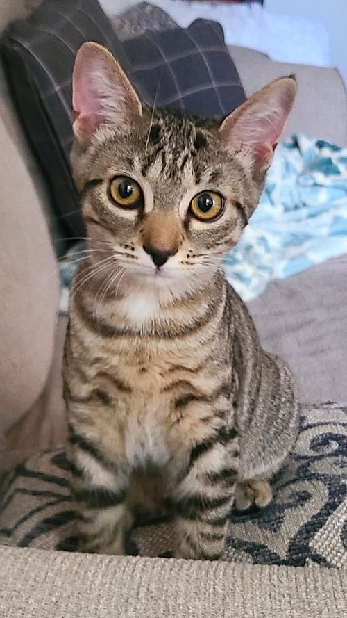 picture of the cat needing adoption