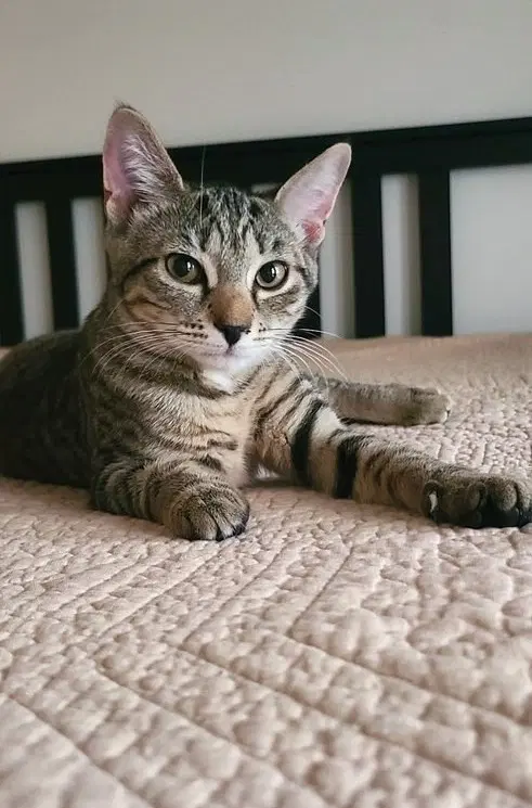 Canvas - Domestic Short Hair