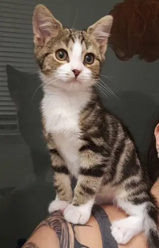 Sparkplug - Domestic Short Hair