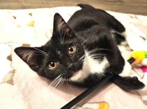 Dipstick - Polydactly - Domestic Short Hair