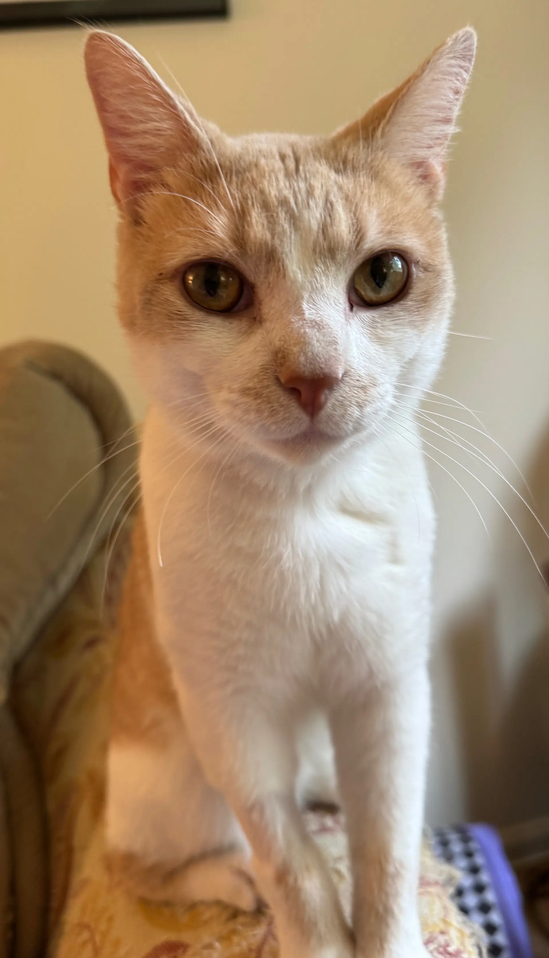 Charlie - Domestic Short Hair
