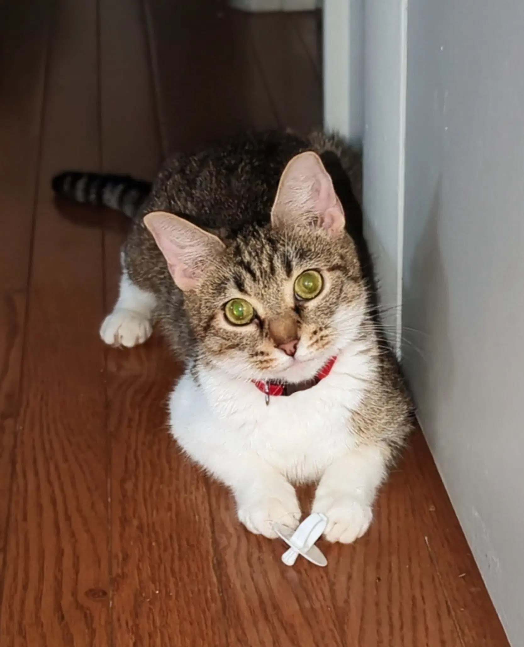 Ginny - Domestic Short Hair