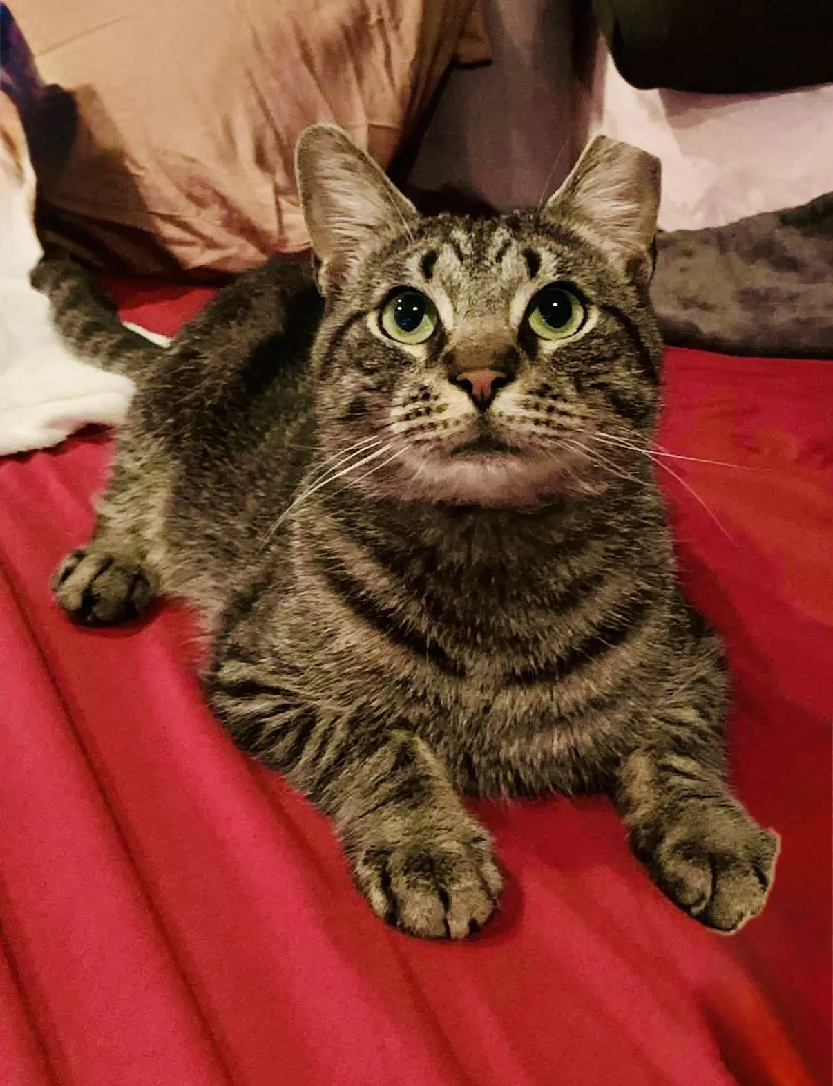 Oatie Felv - Domestic Short Hair