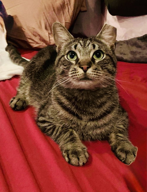 picture of the cat needing adoption