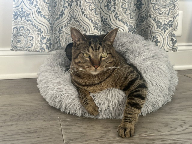 Bailey, cat