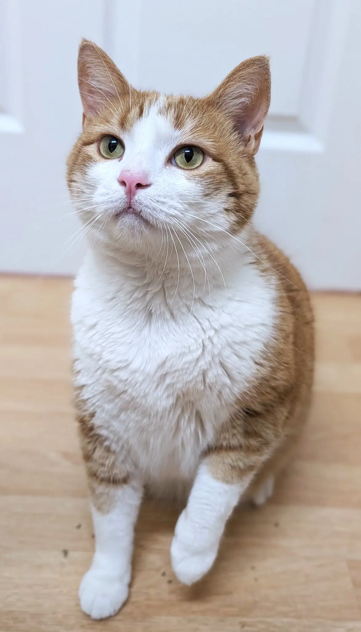 Creamsicle - Domestic Short Hair