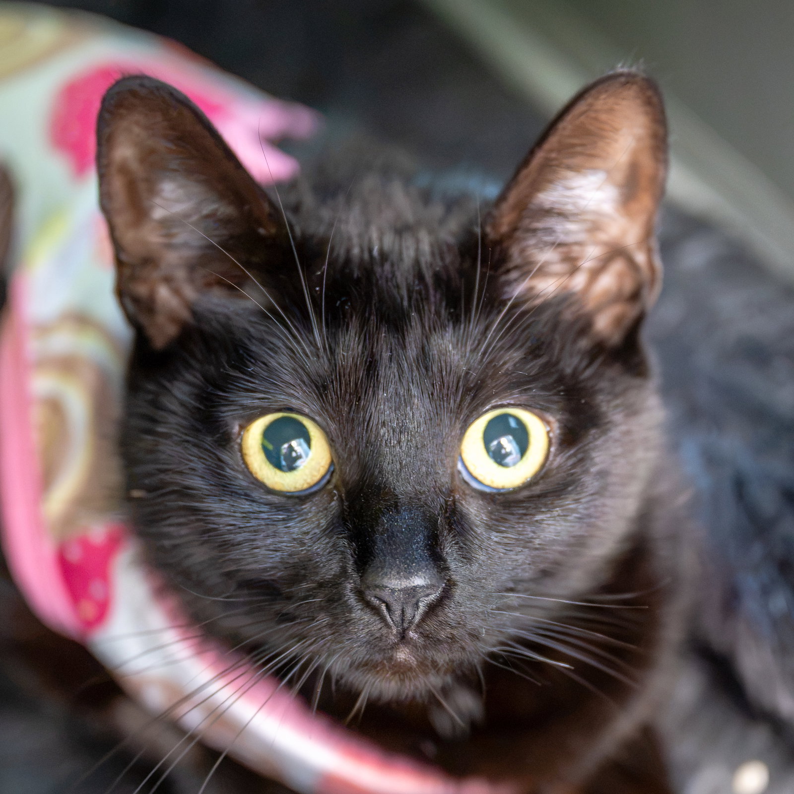Kiki, cat