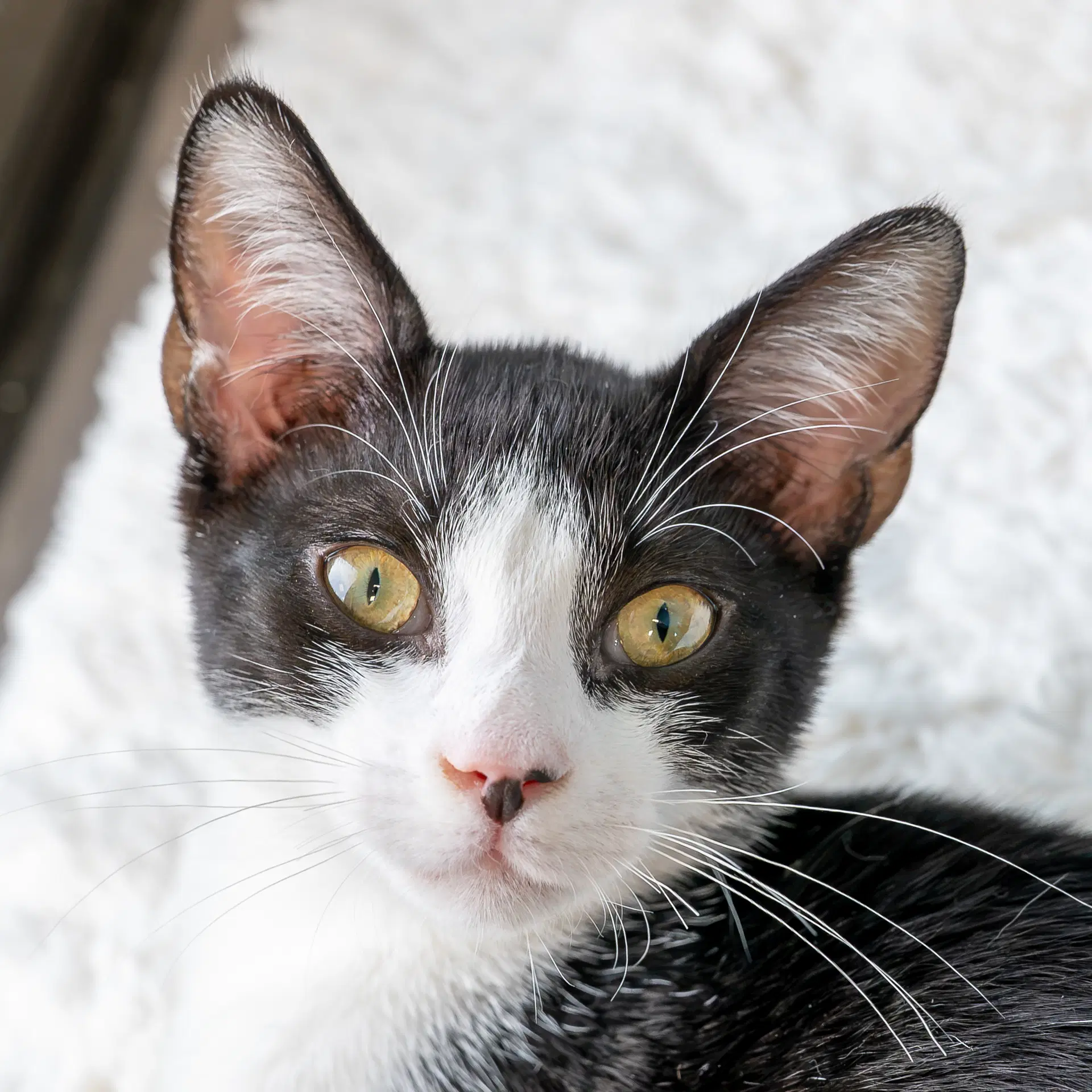 Pharaoh - Domestic Short Hair
