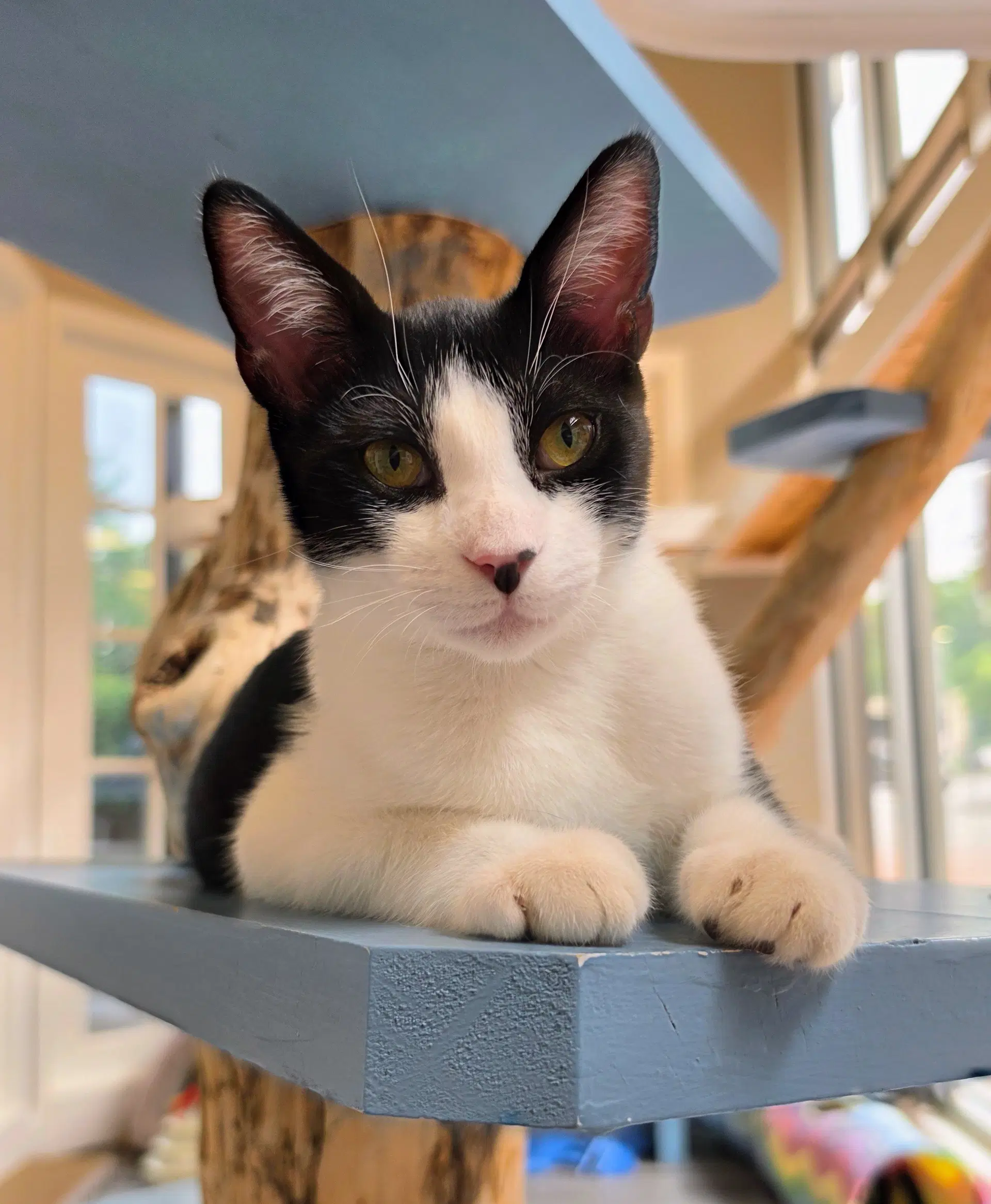 Pharaoh - Domestic Short Hair