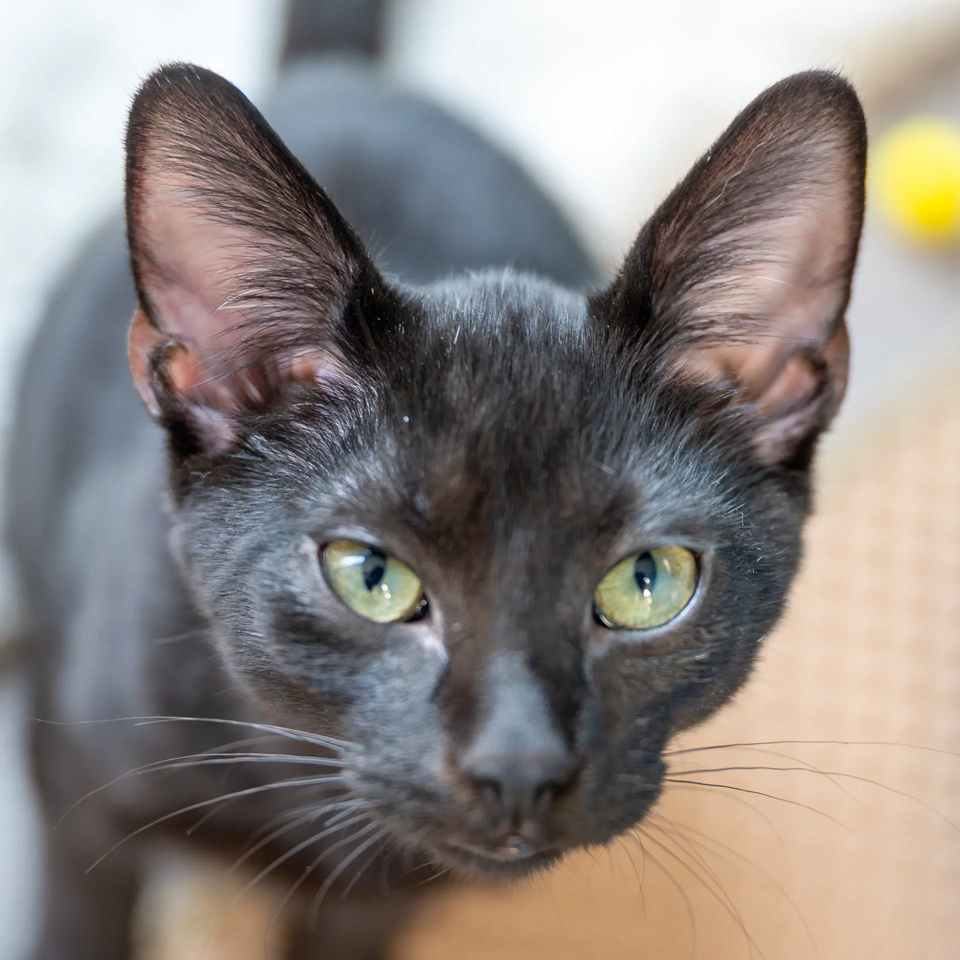 Pretzel - Domestic Short Hair