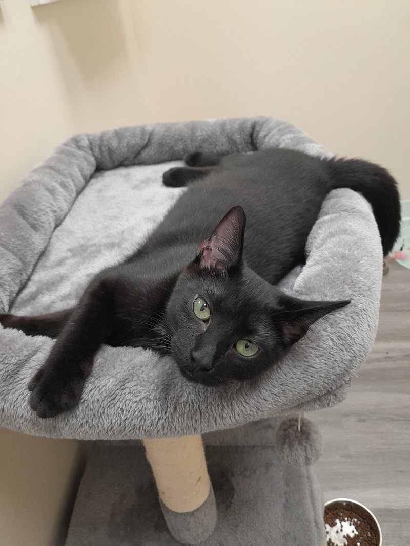 Pretzel, photo 2