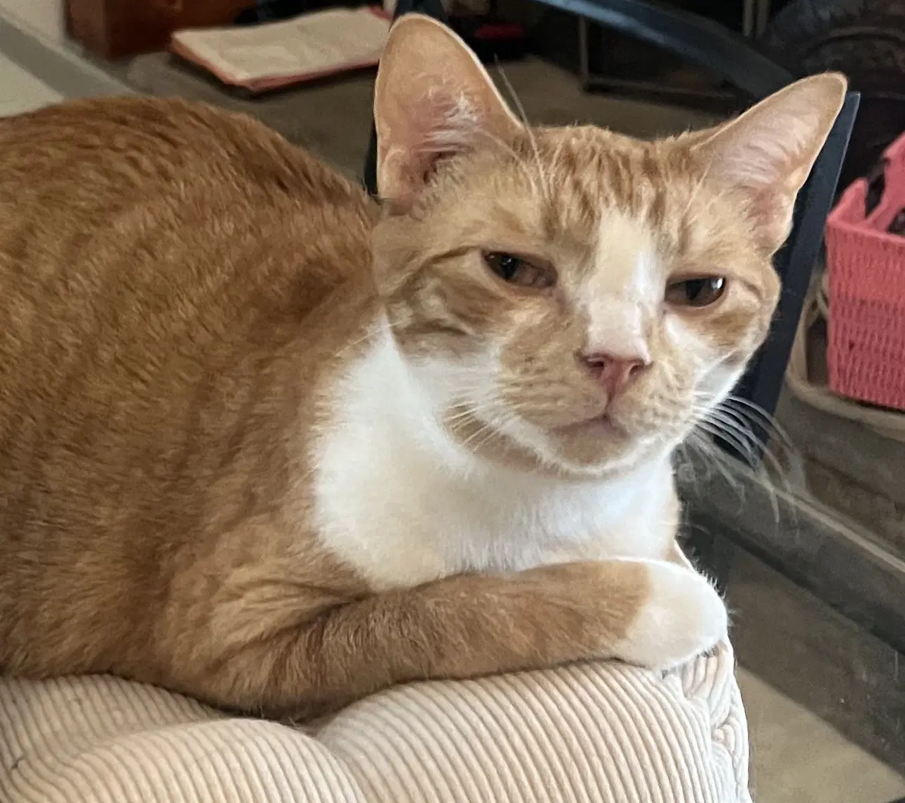 Chico - Domestic Short Hair
