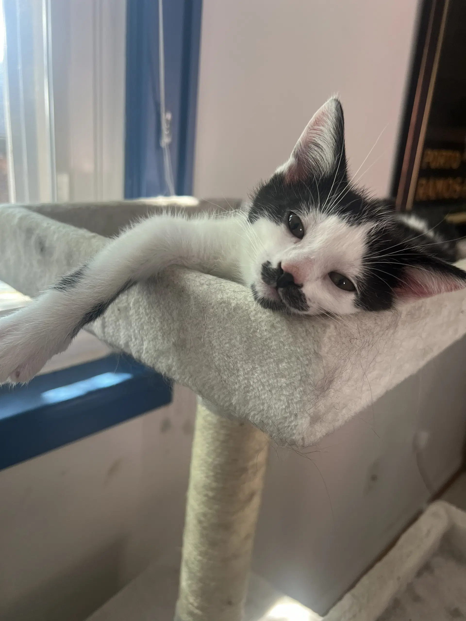 Schmutz - Domestic Short Hair