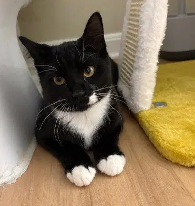 Vesper - Domestic Short Hair