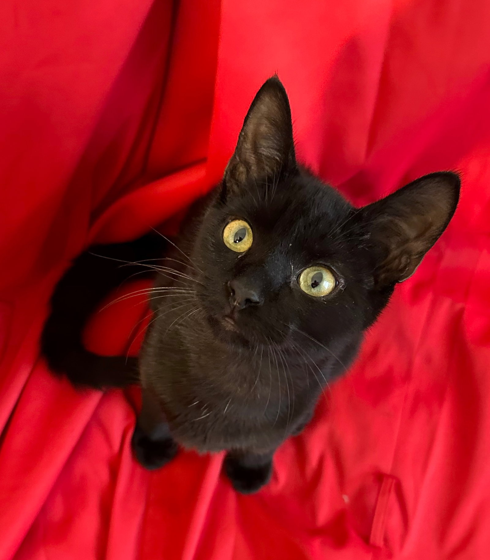 Apollo, cat — photo 1 of 3