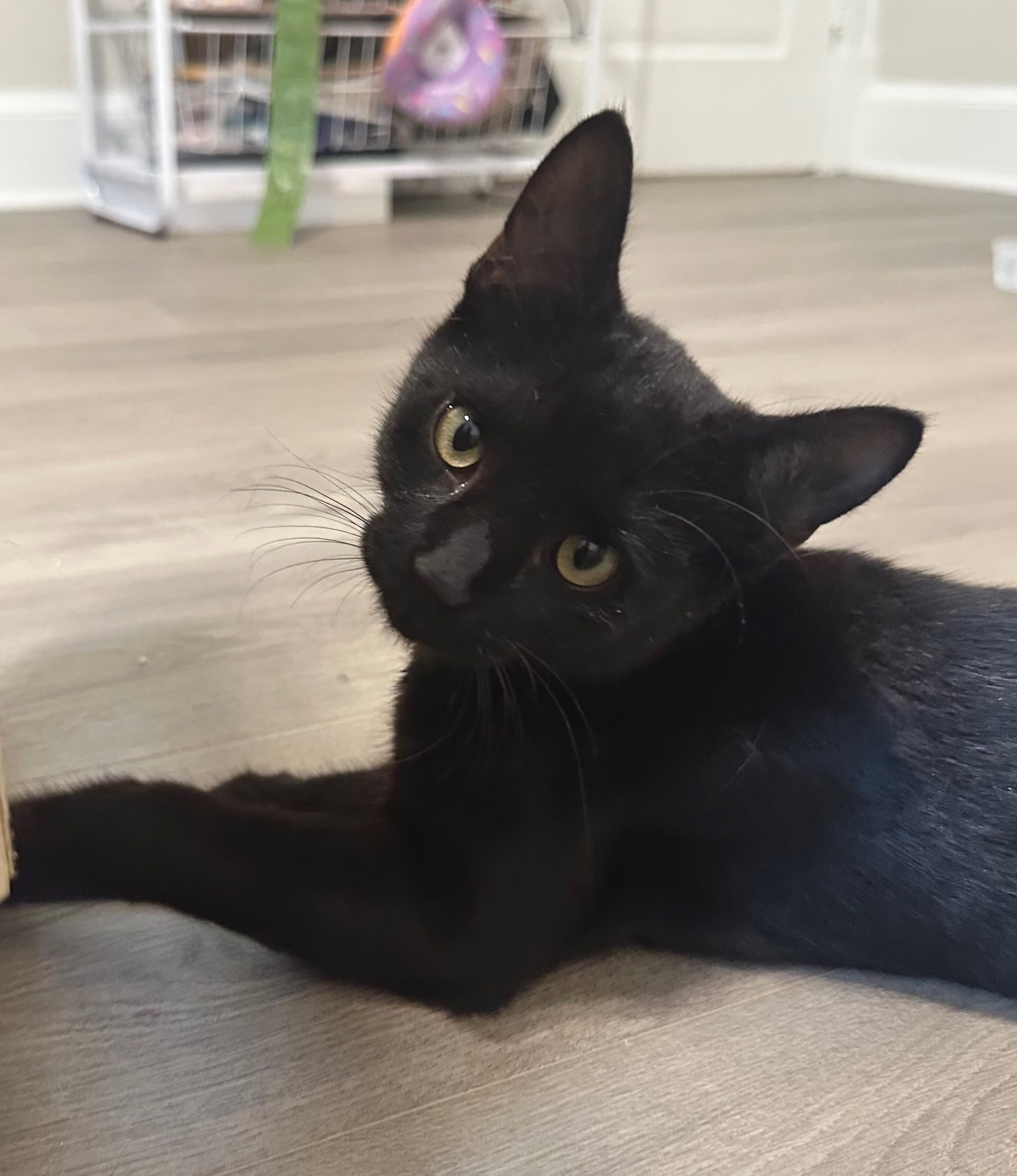 Orpheus, cat — photo 1 of 3
