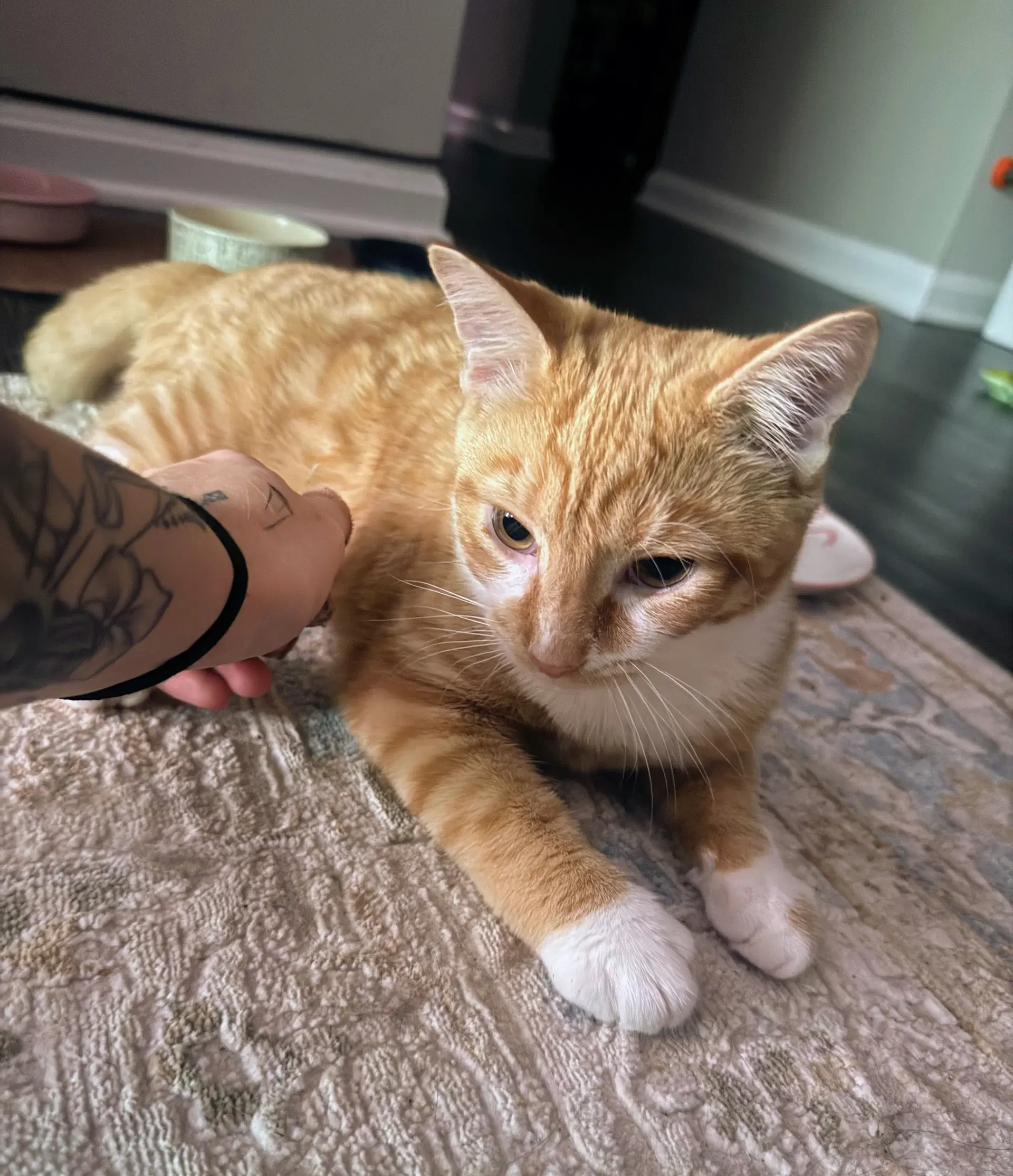 Cypher - Domestic Short Hair