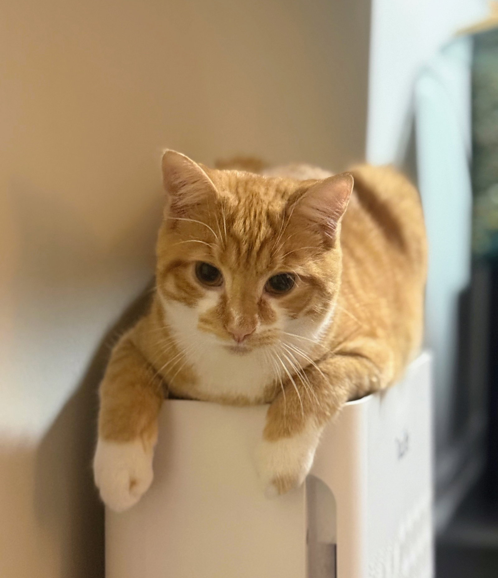 Cypher, Domestic Short Hair