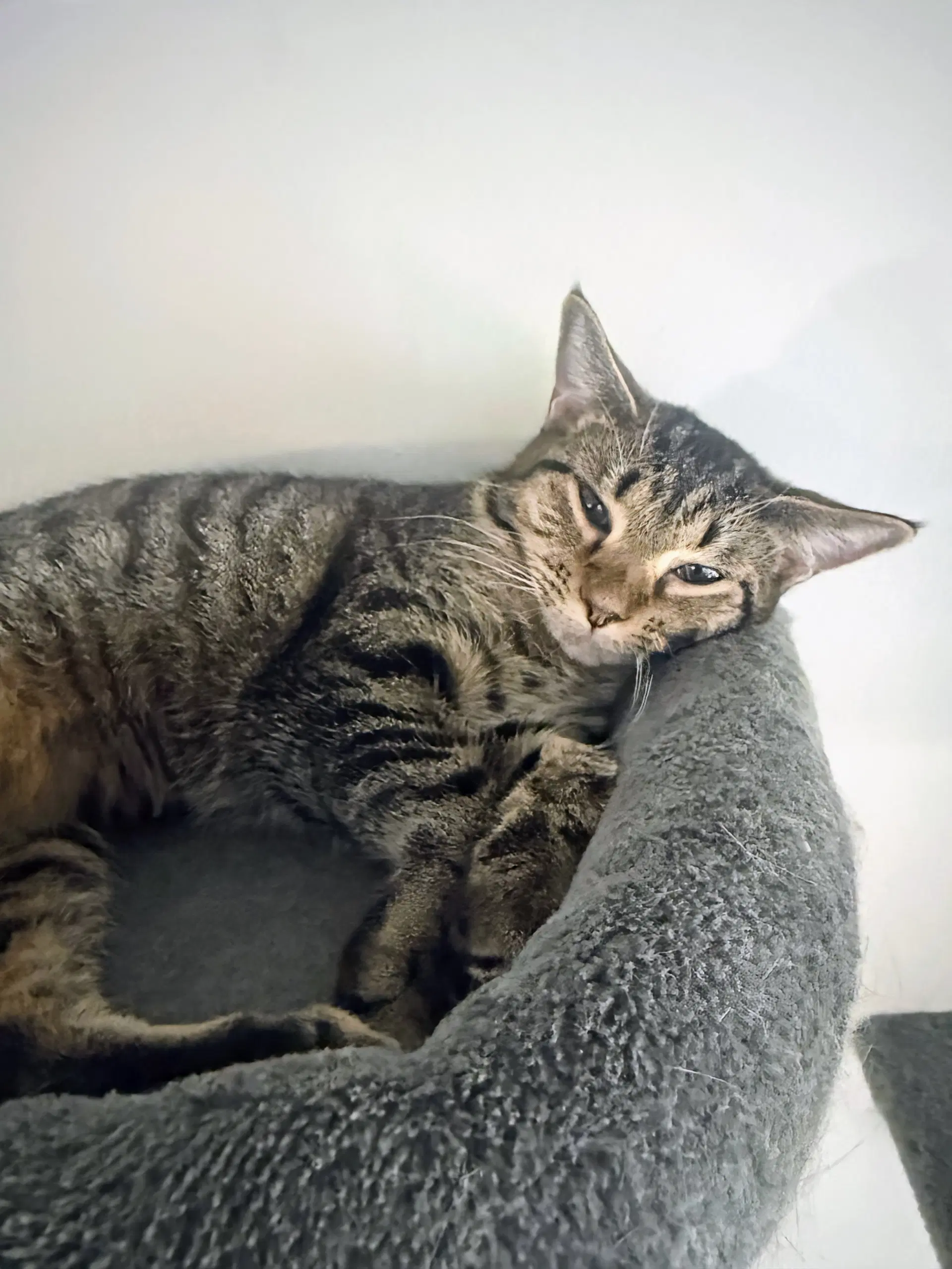 Tinker - Domestic Short Hair