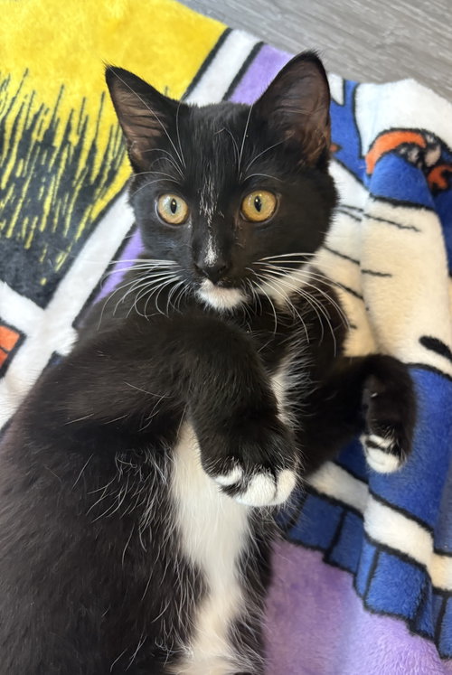 Coby, a cat for adoption from The Feline Foundation of Greater Washington, Inc.