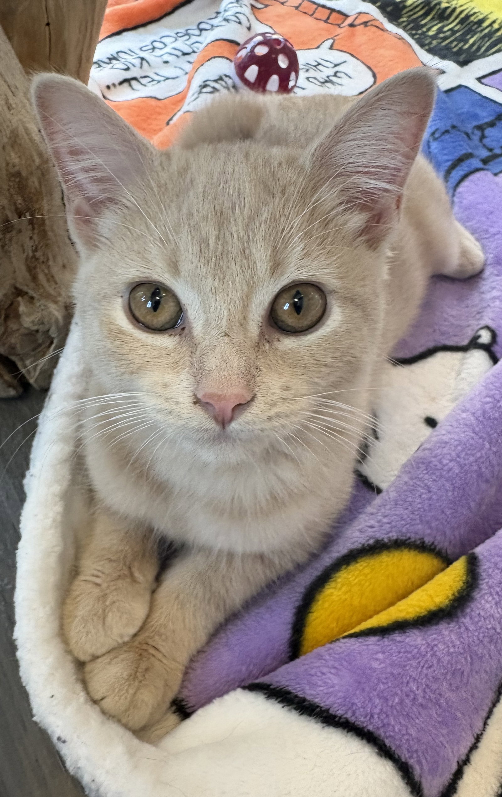 Buffy, cat — photo 1 of 4