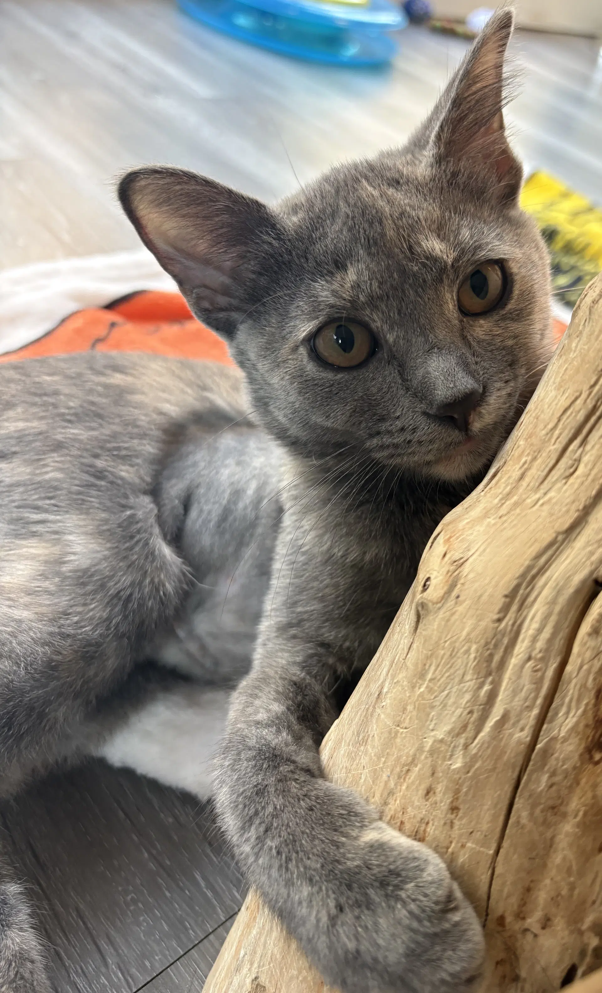 Dusty - Bobtail