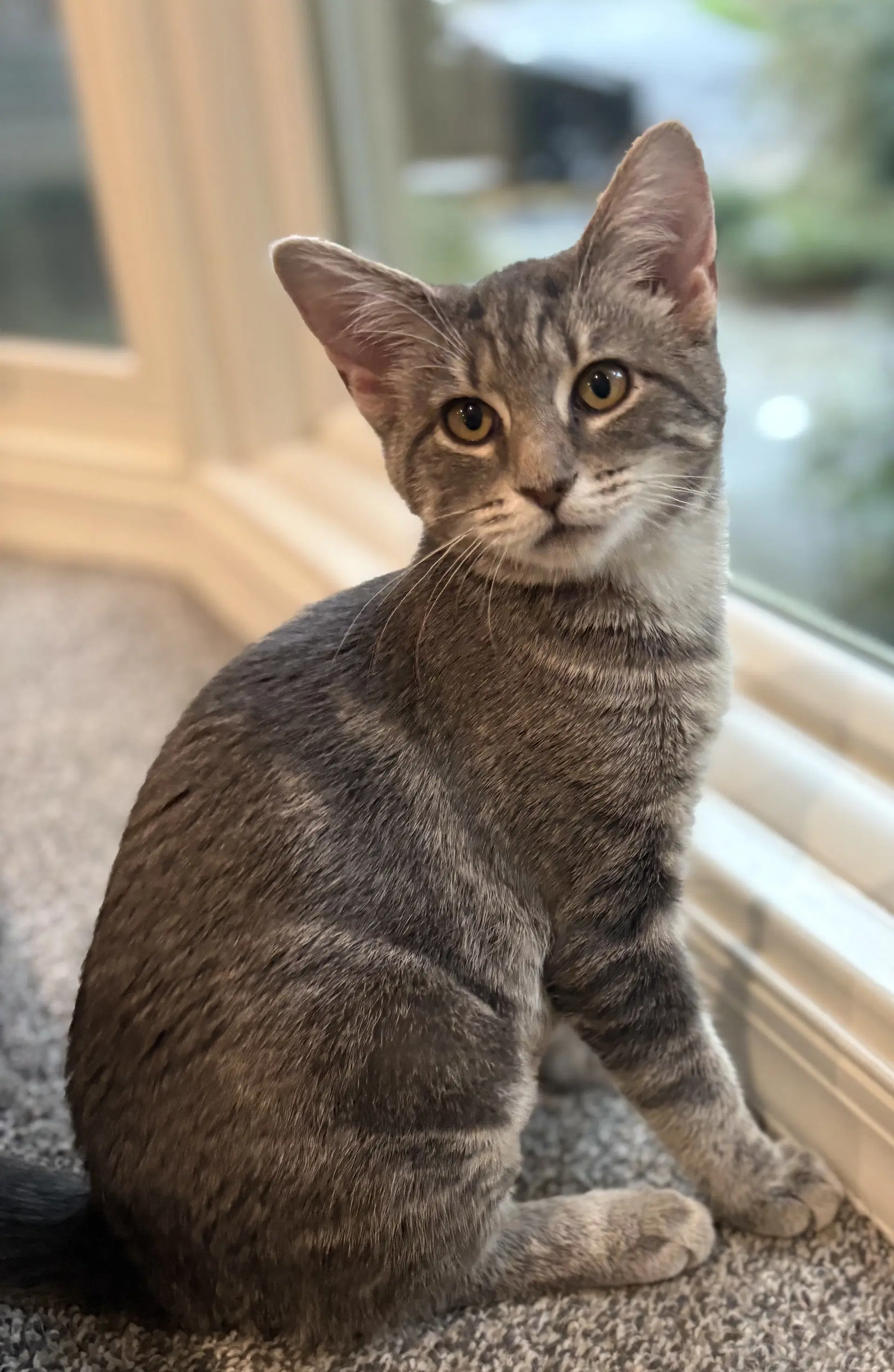 Miss Chee - Domestic Short Hair