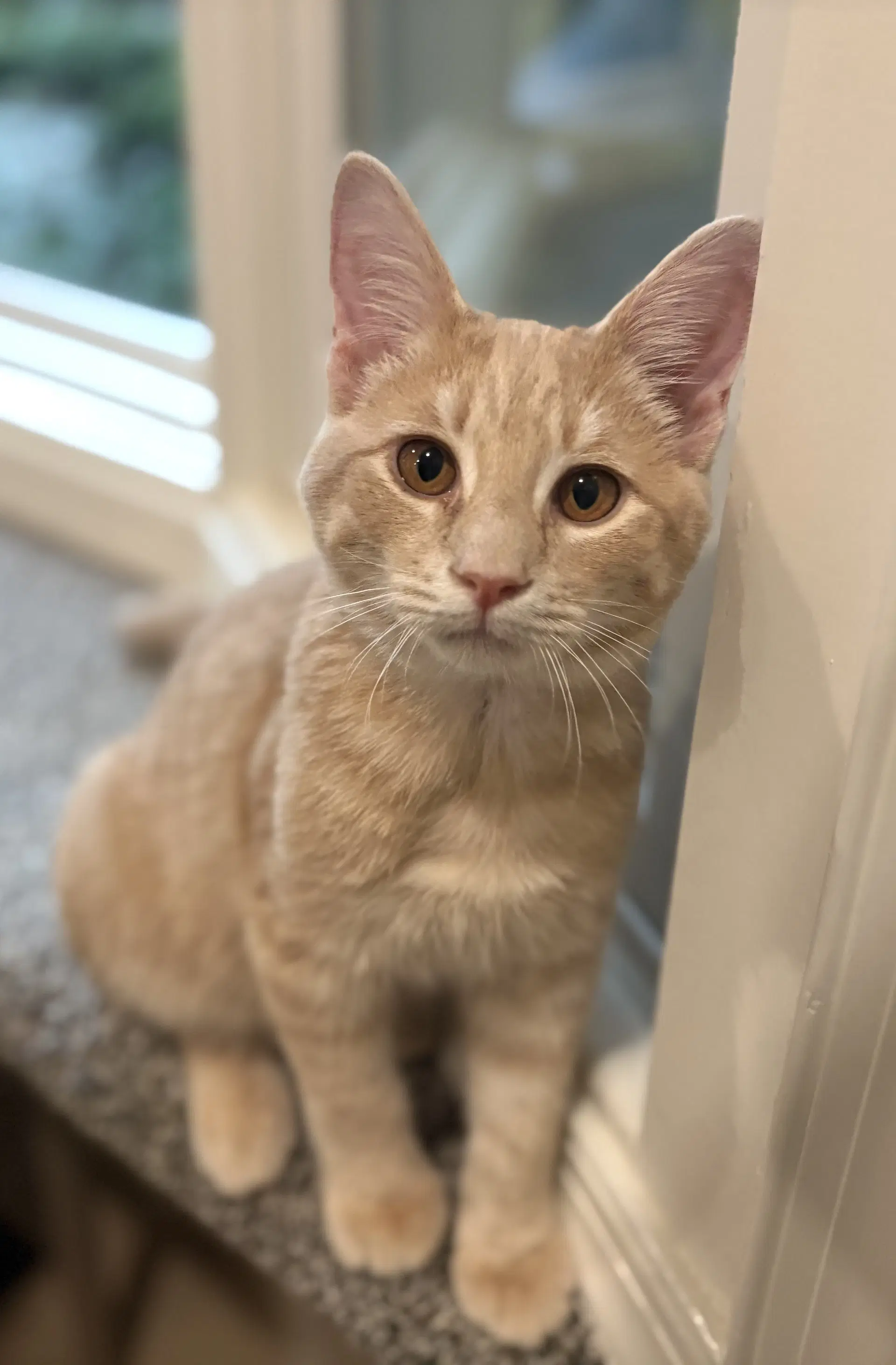 Jameson - Domestic Short Hair