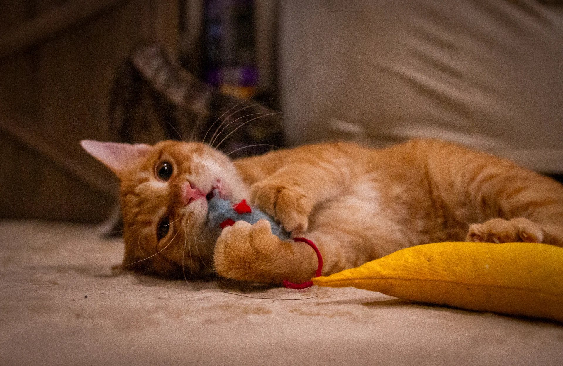 Bert
