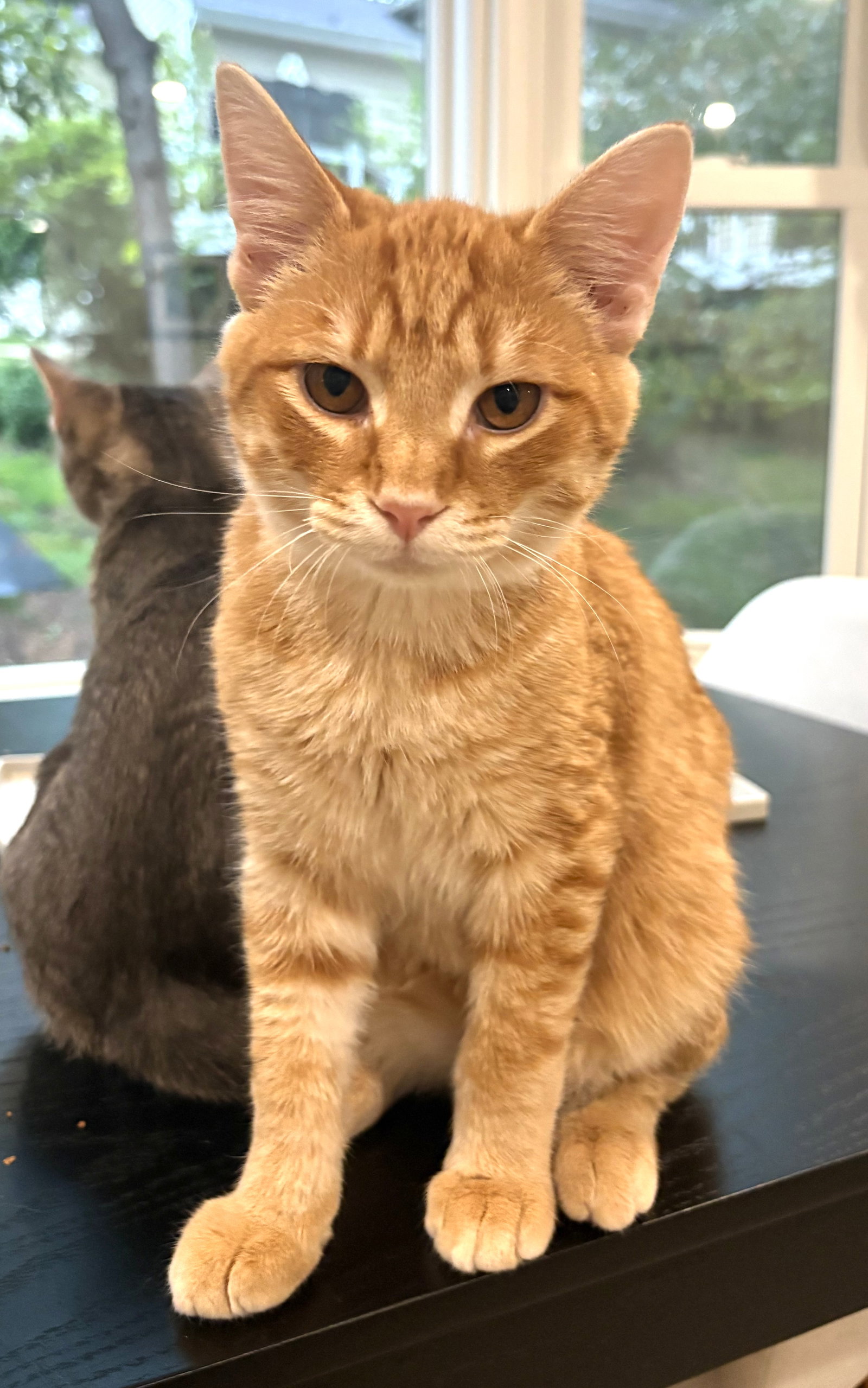 Bert, Domestic Short Hair