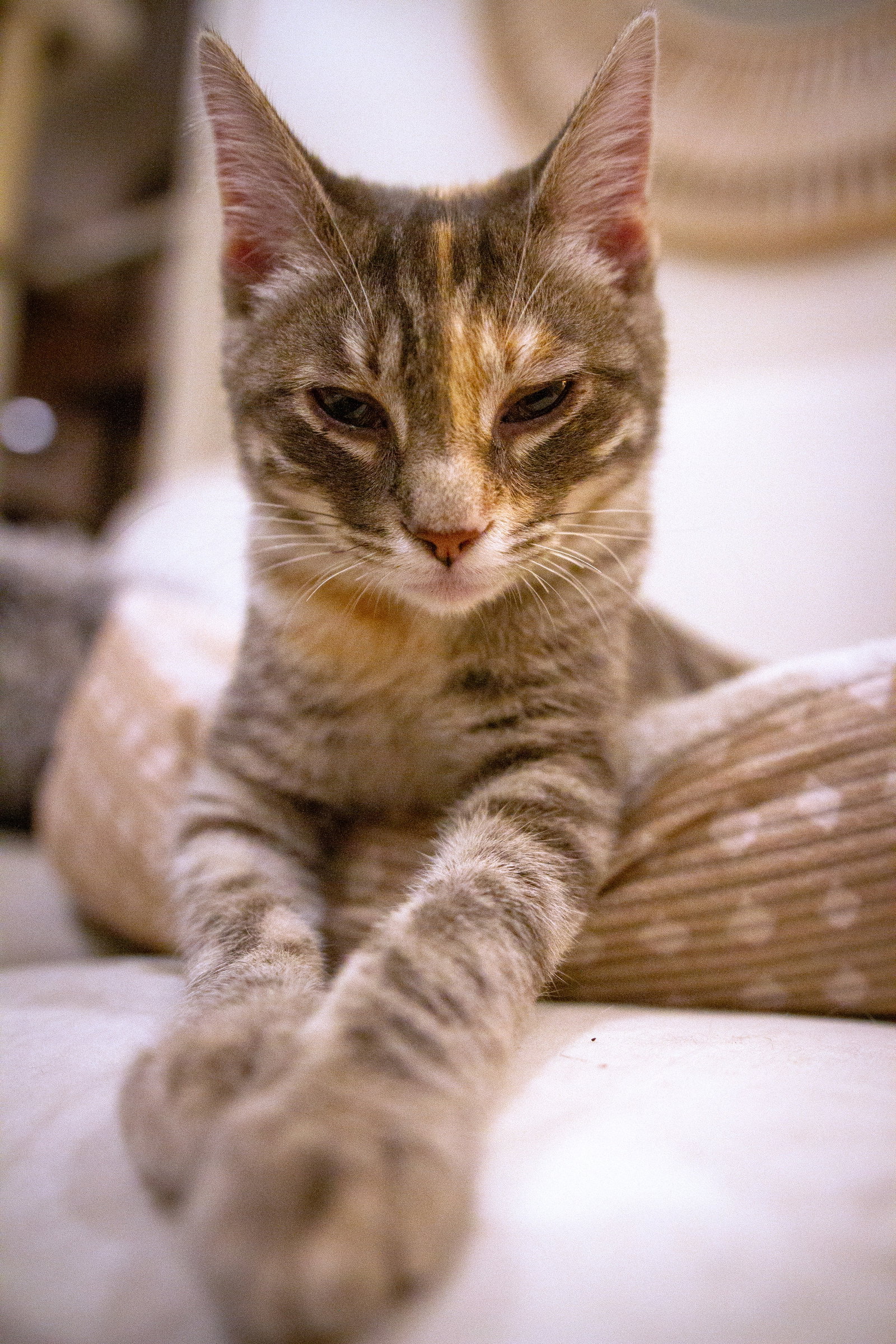 Harriet, cat — photo 1 of 4
