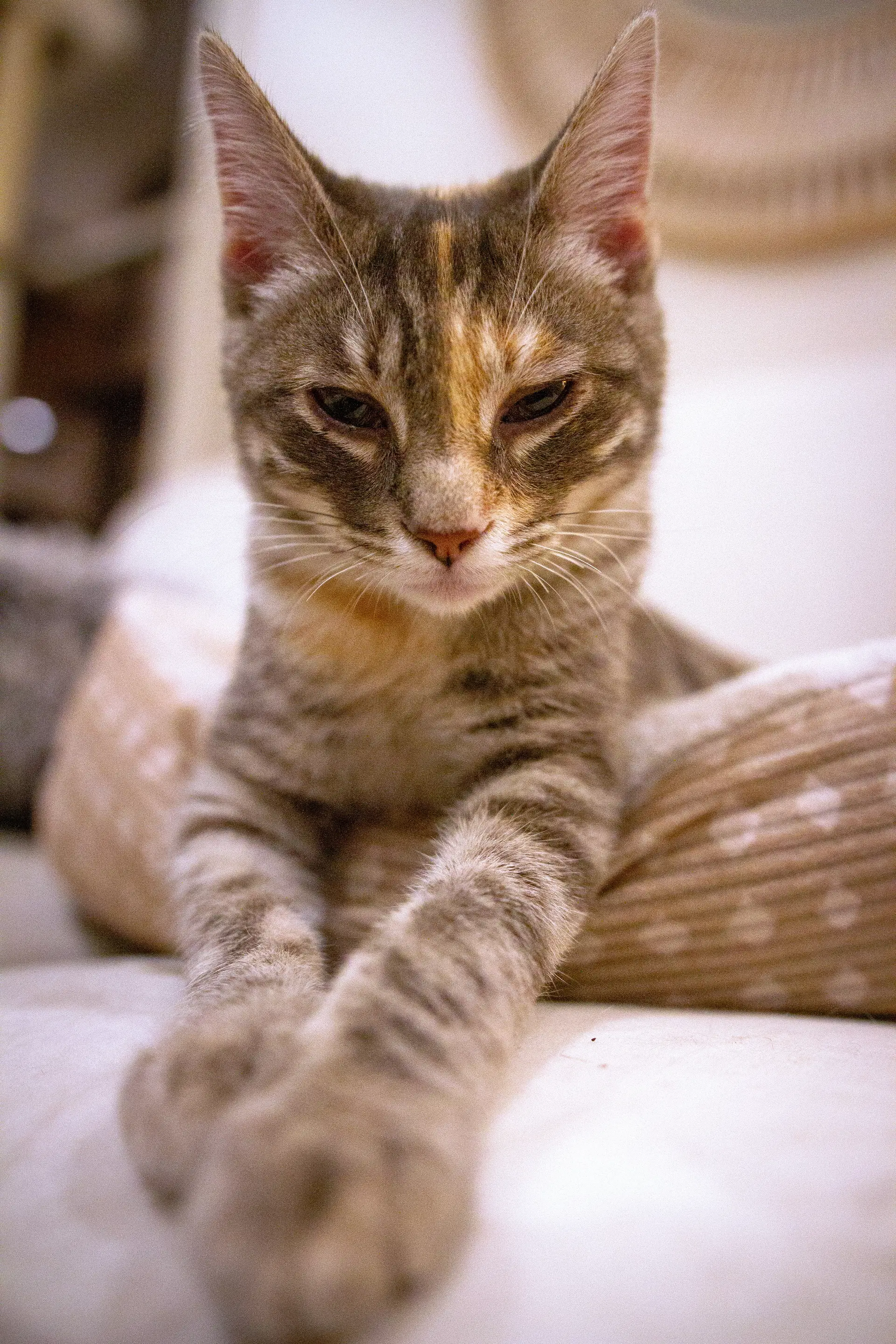 Harriet - Domestic Short Hair