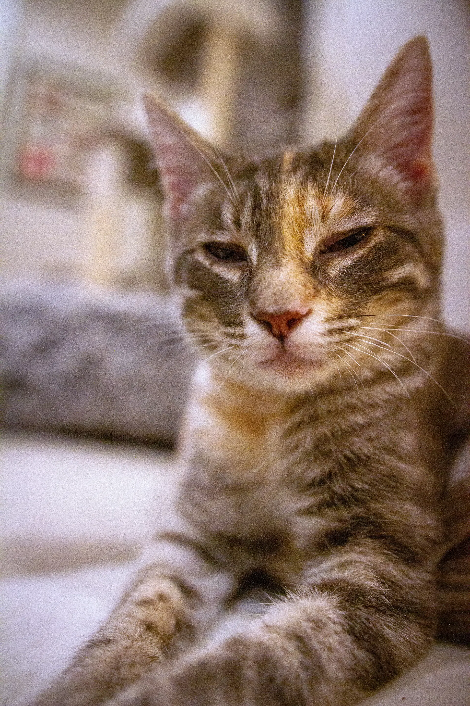 Harriet image 2