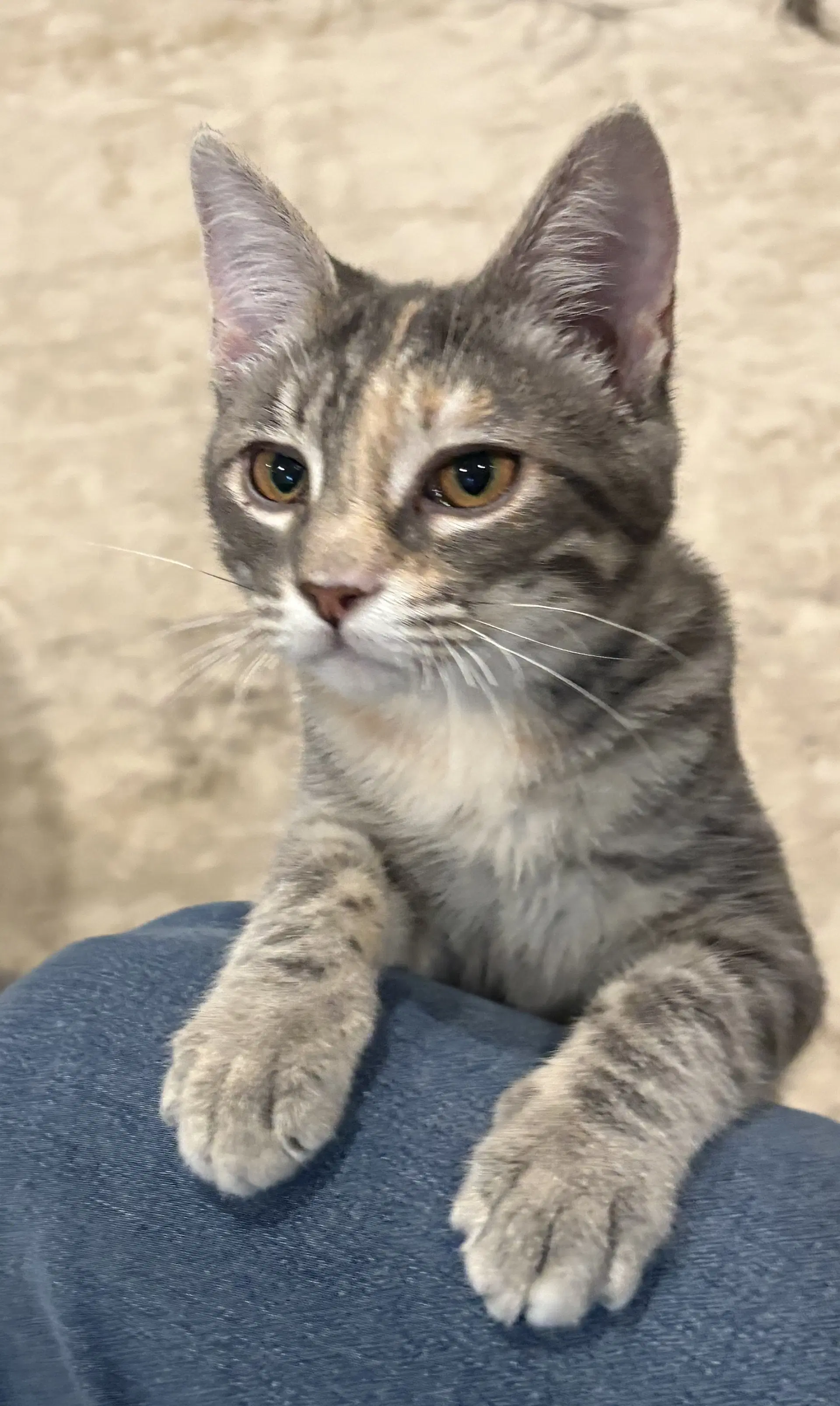 Harriet image 3