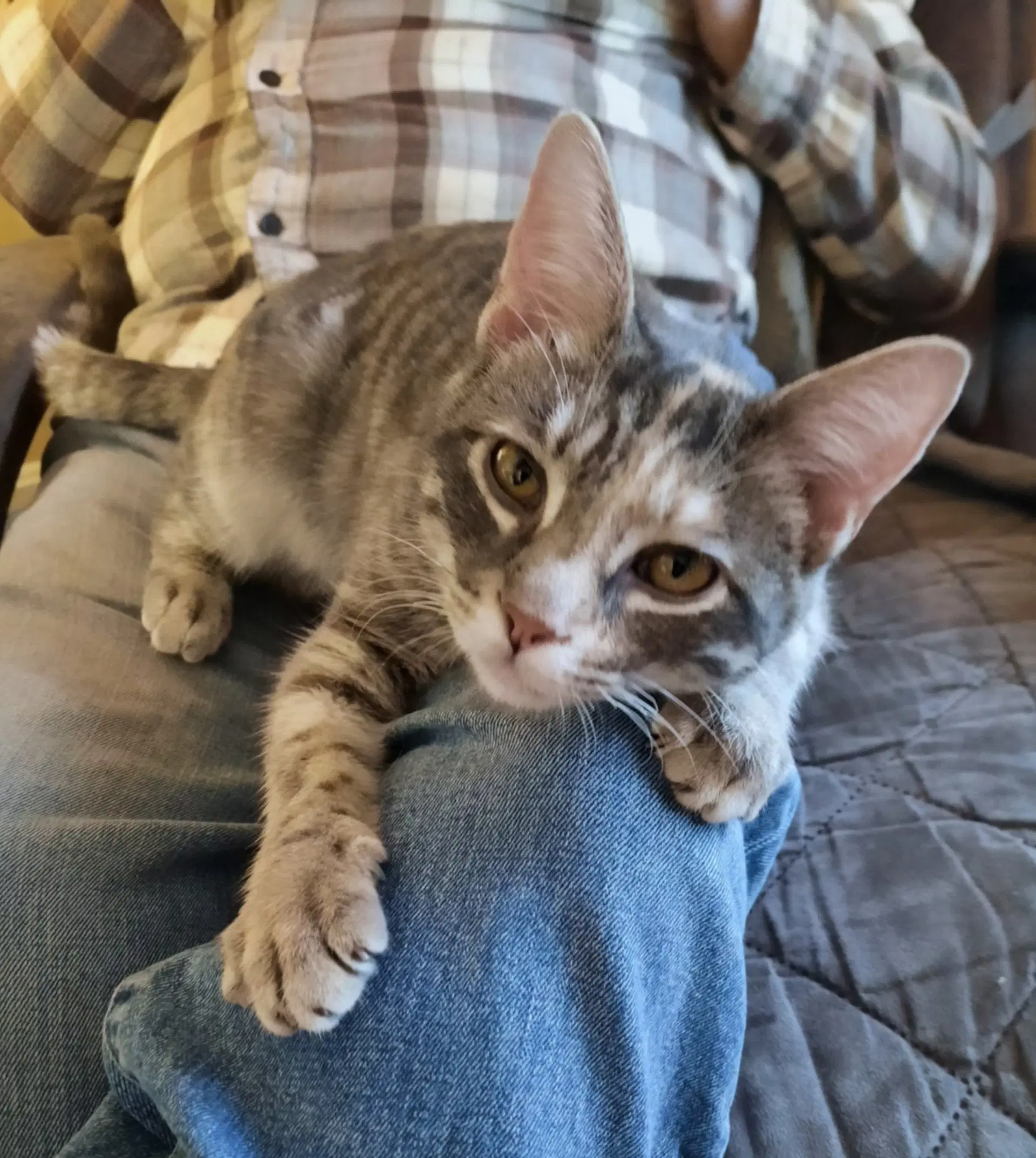 Harriet - Domestic Short Hair