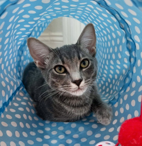 picture of the cat needing adoption